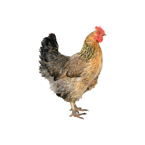 deshi Hen