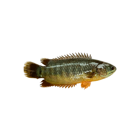 Fish