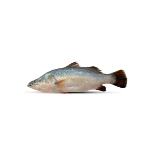 koral