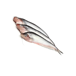 pabda